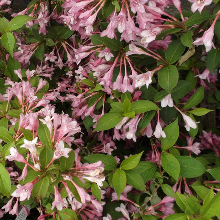 WEIGELA FLORIDA PINK PRINCESS